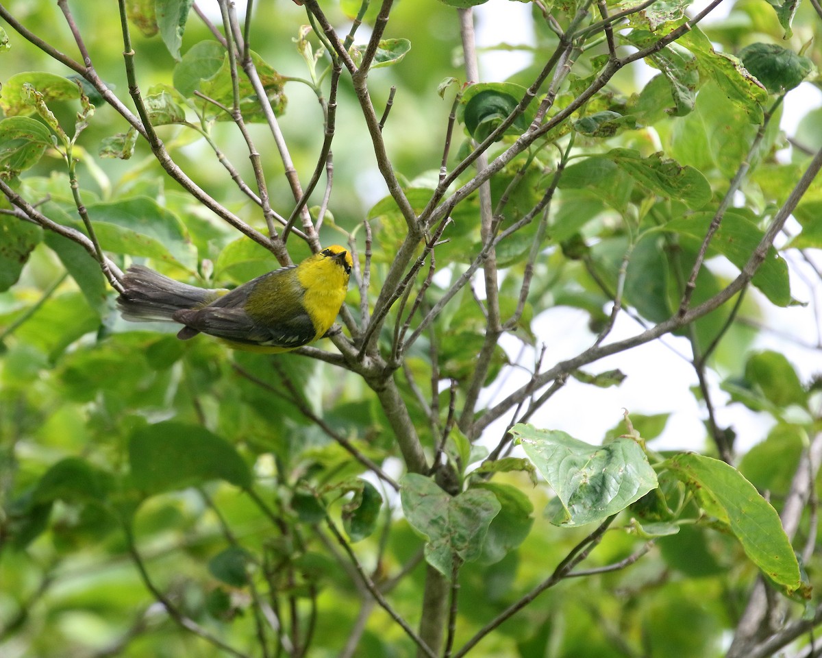 Blauflügel-Waldsänger - ML620532226