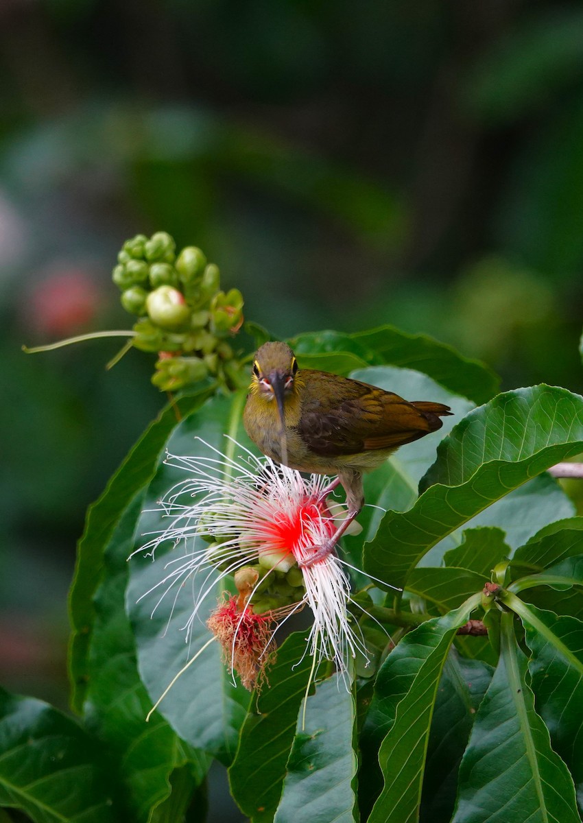 Yellow-eared Spiderhunter - ML620532233