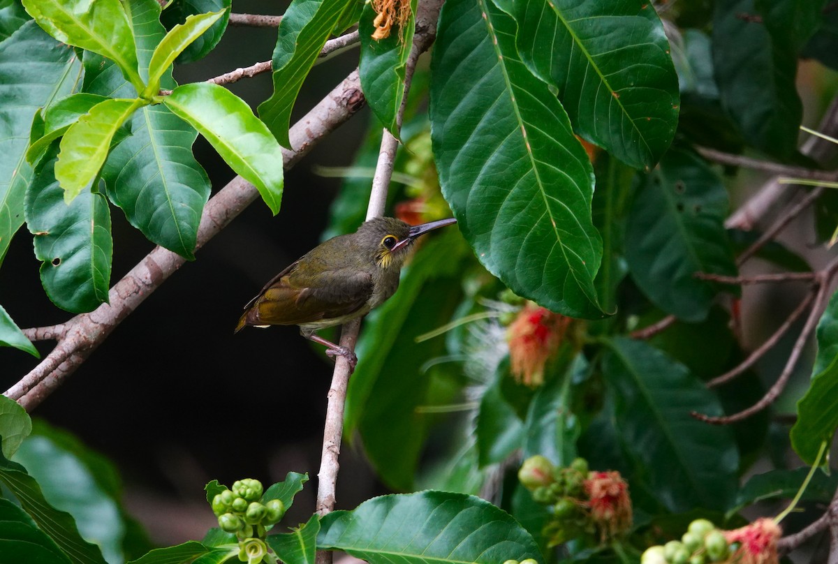 Yellow-eared Spiderhunter - ML620532234