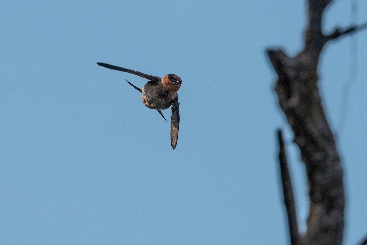 Cave Swallow - ML620532238