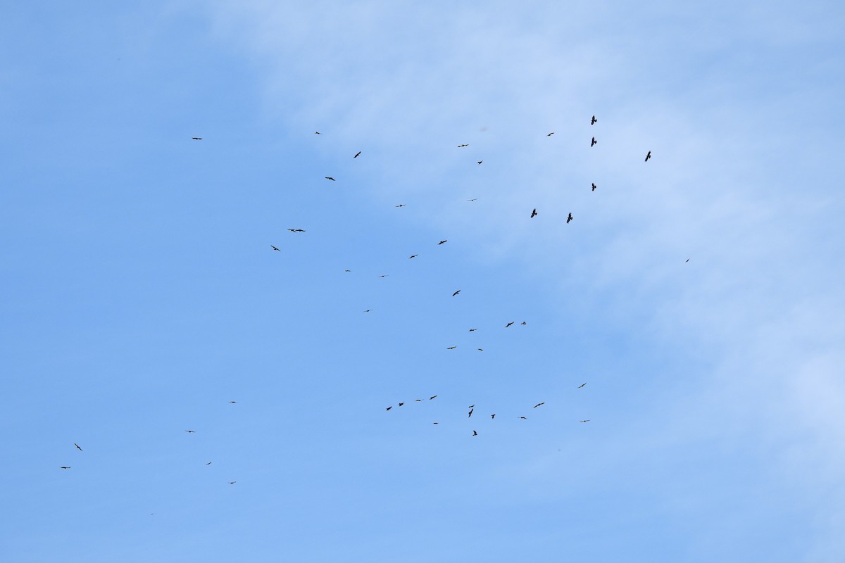 Red-billed Chough - ML620532241