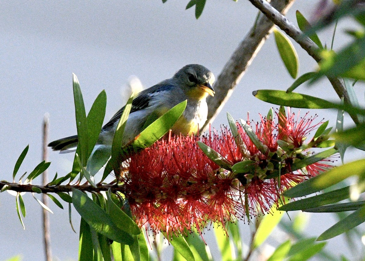 Northern Parula - ML620532247