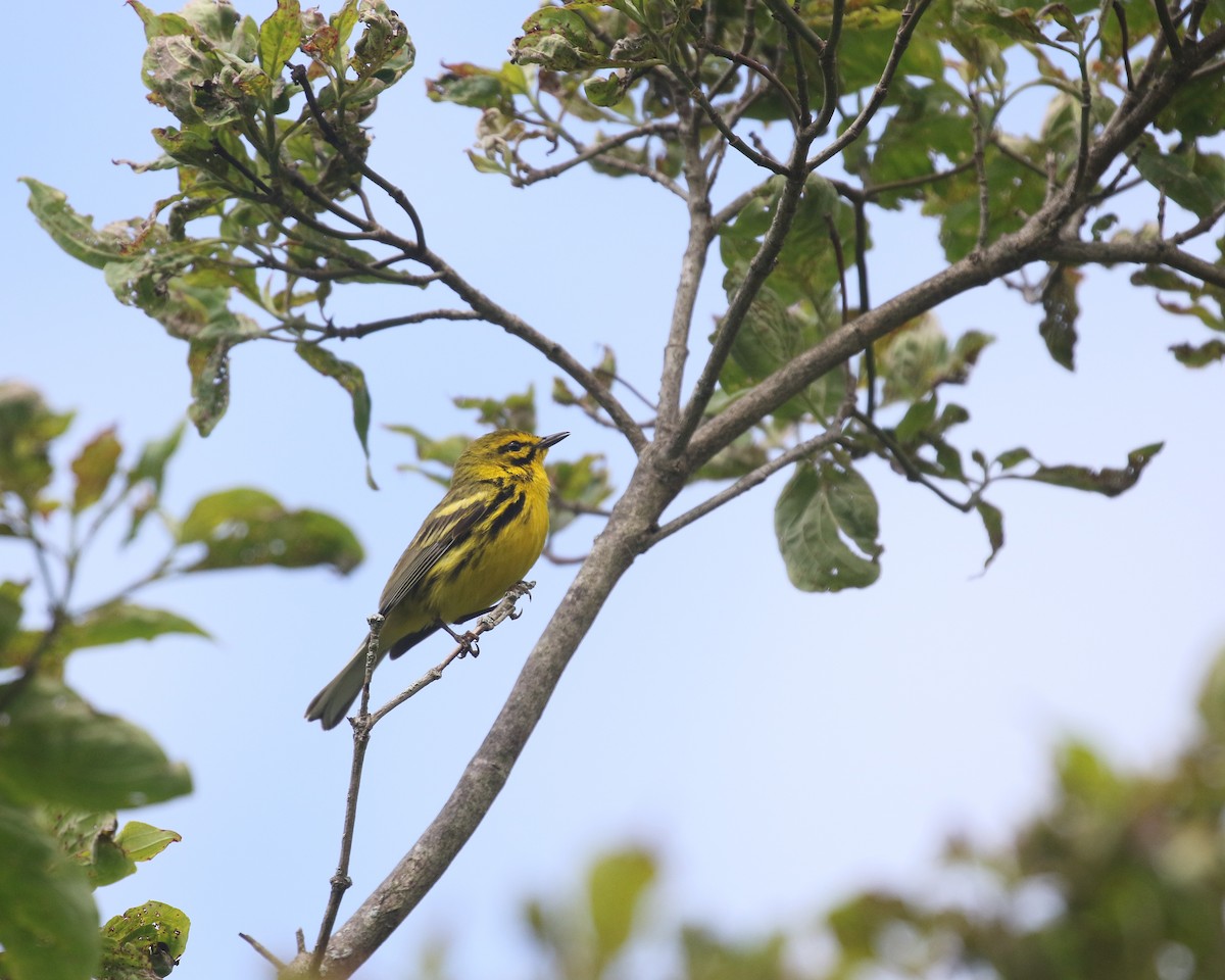 Prairie Warbler - ML620532252