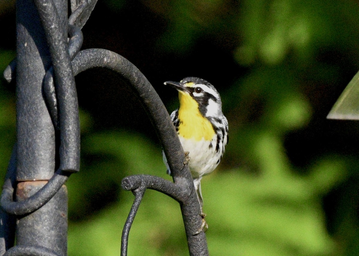 Yellow-throated Warbler - Gregory Bozek