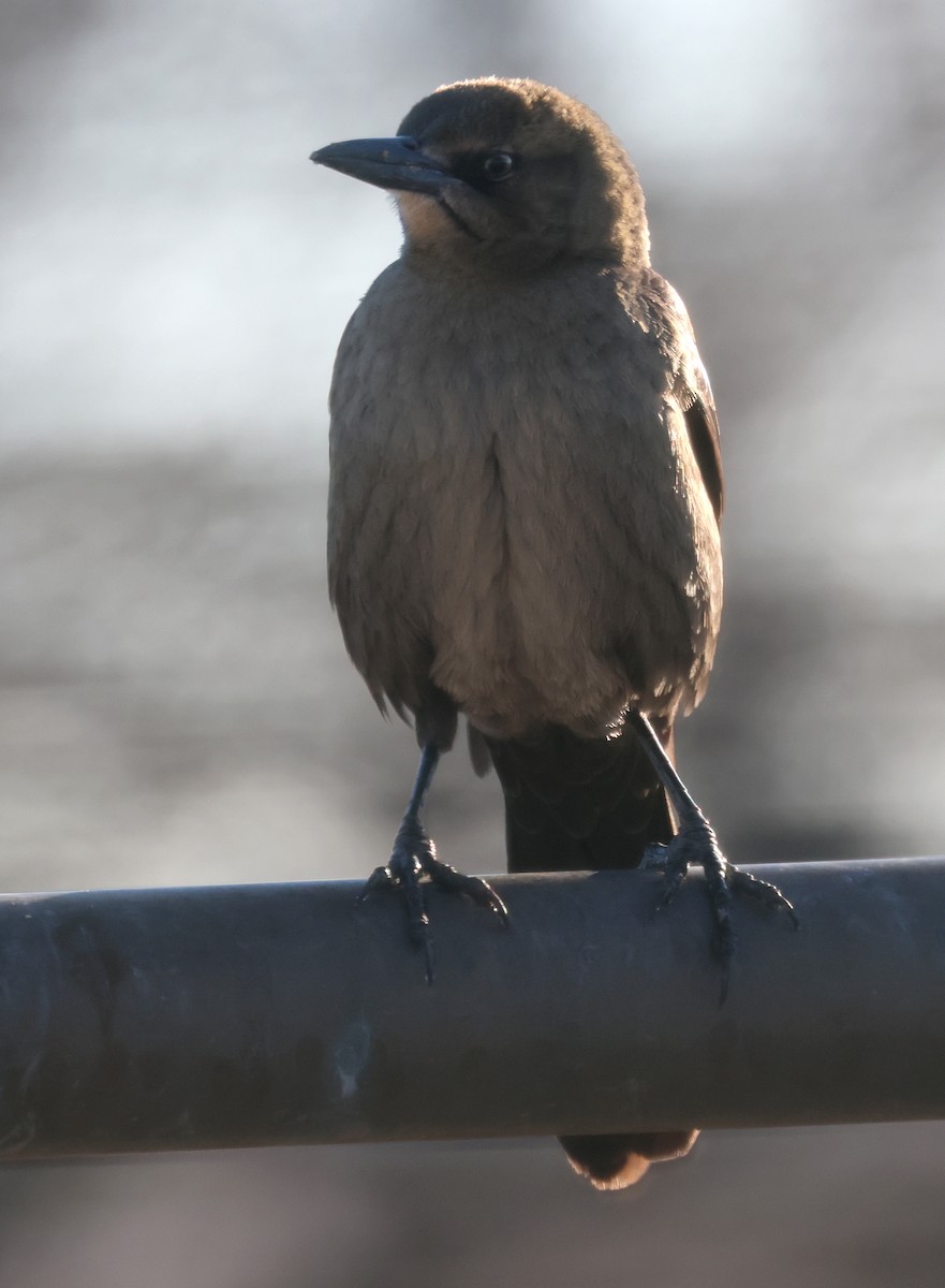 Great-tailed Grackle - ML620532260