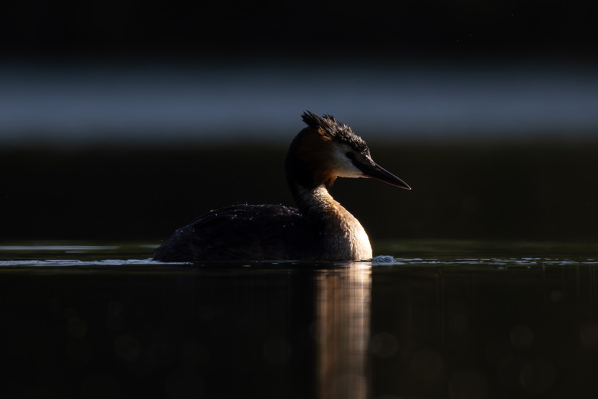 Great Crested Grebe - Joe Downing