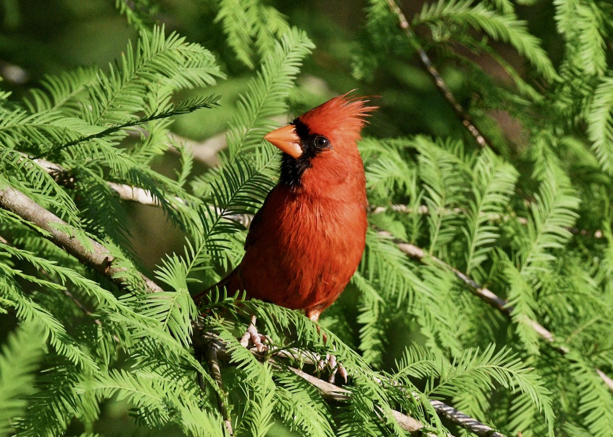 Cardenal Norteño - ML620532267