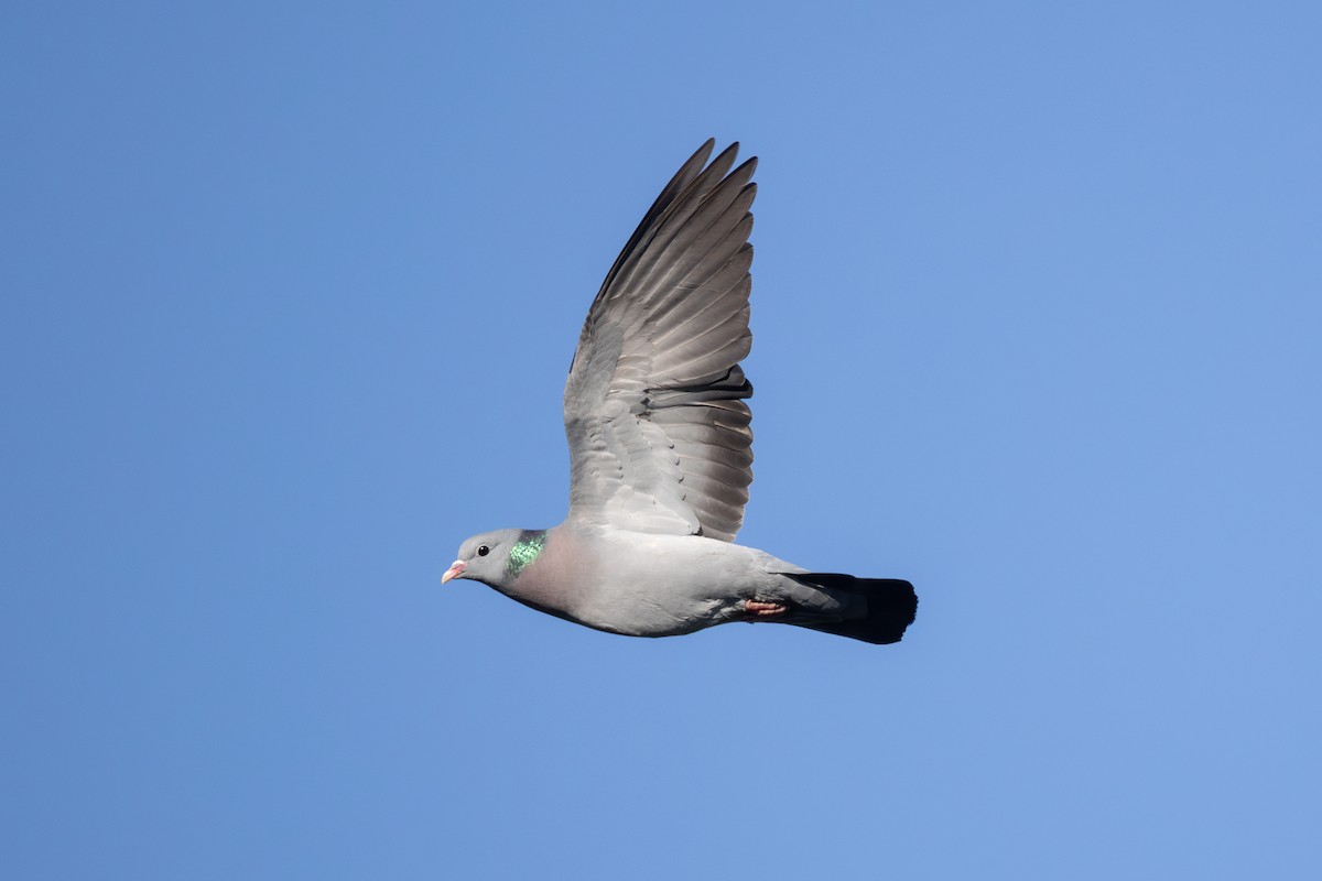 Stock Dove - ML620532268