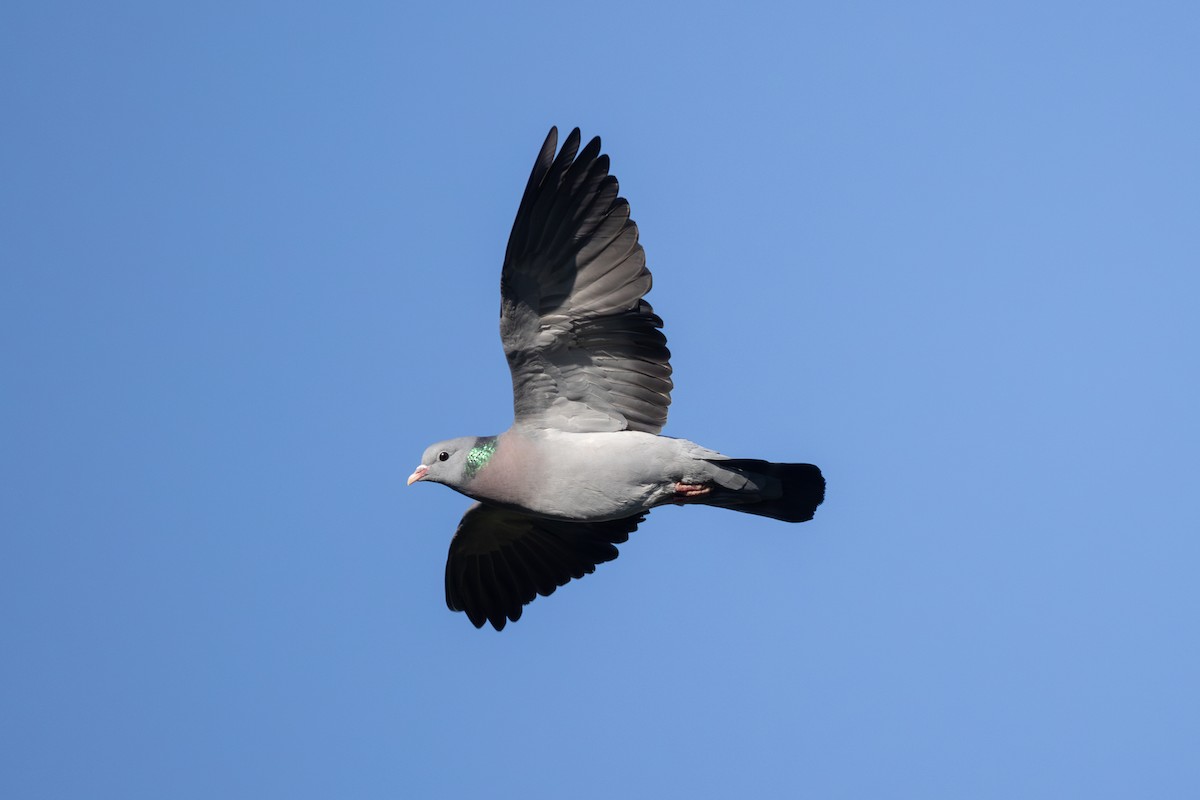 Stock Dove - ML620532269