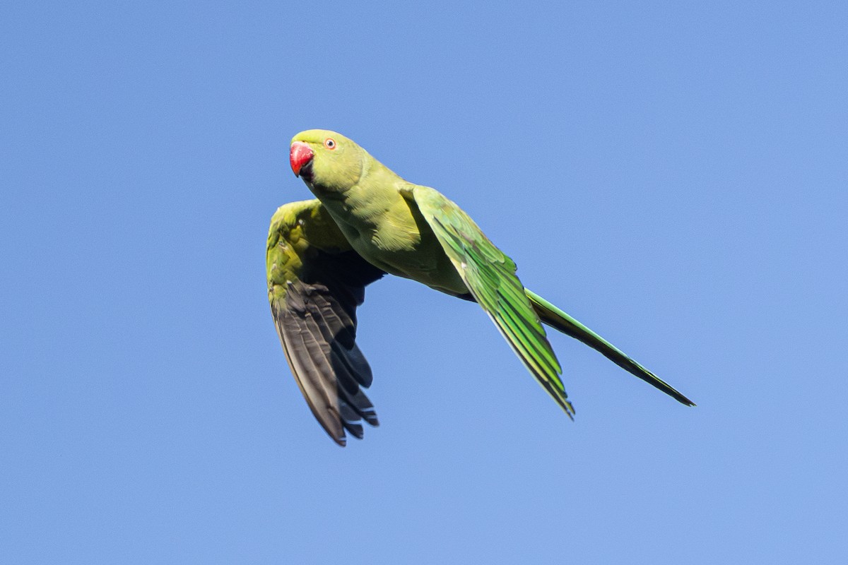 Rose-ringed Parakeet - ML620532270