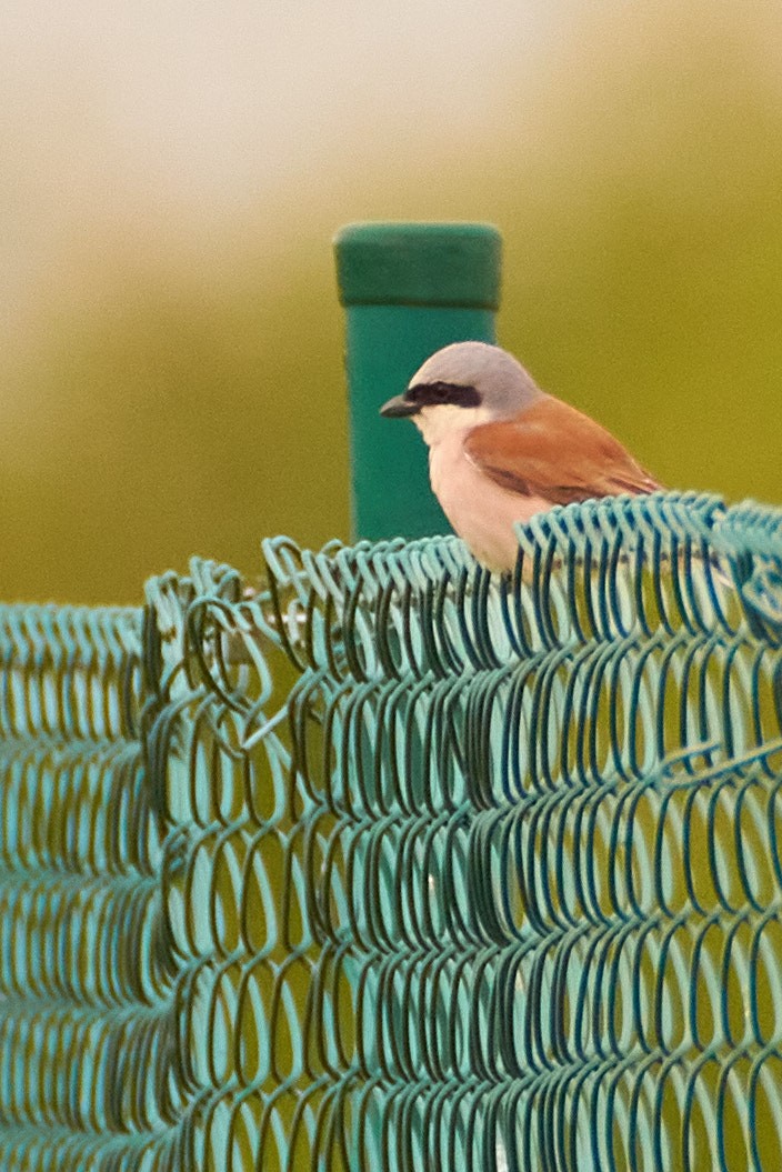 Red-backed Shrike - ML620532281