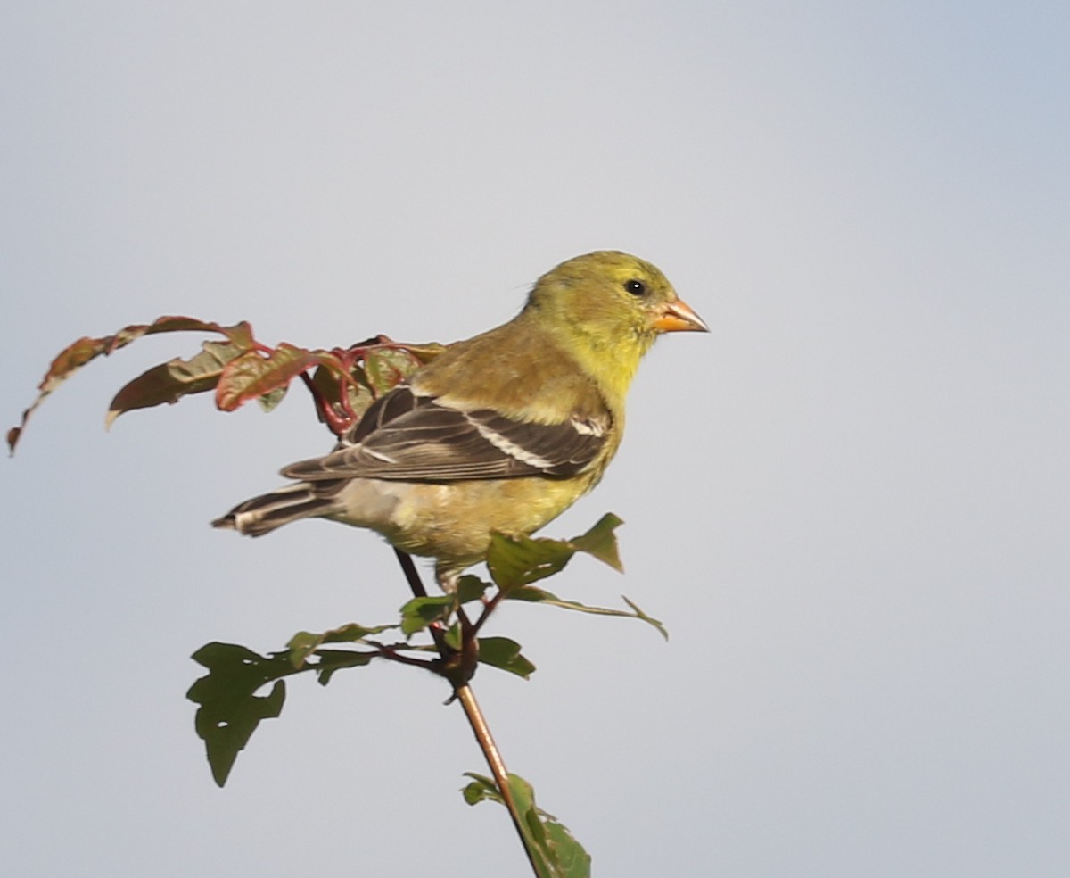 American Goldfinch - Bobby Brown