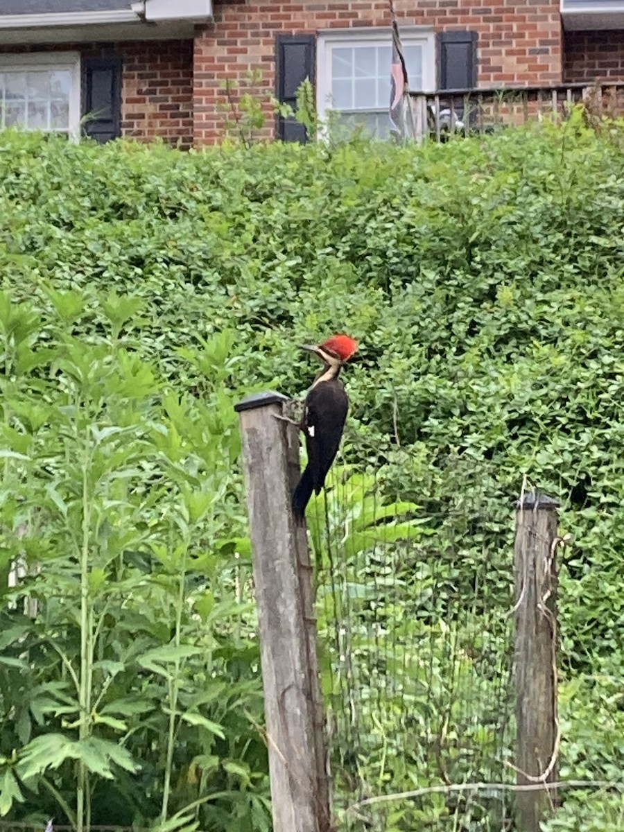 Pileated Woodpecker - ML620532287