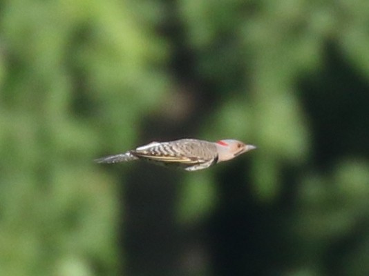 Northern Flicker (Yellow-shafted) - ML620532288