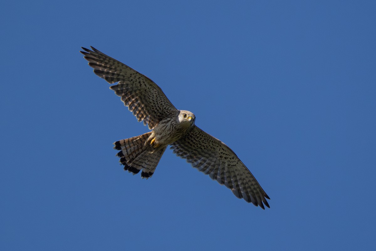 Eurasian Kestrel - ML620532289