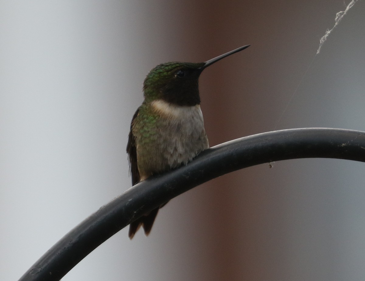 Ruby-throated Hummingbird - ML620532296