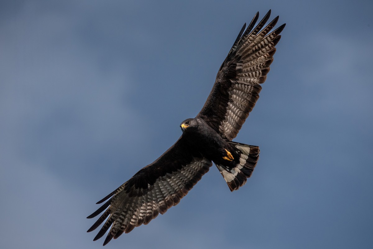 Zone-tailed Hawk - Clay Billman