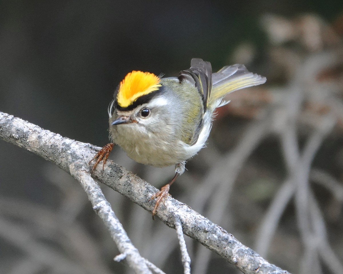 Golden-crowned Kinglet - ML620532301