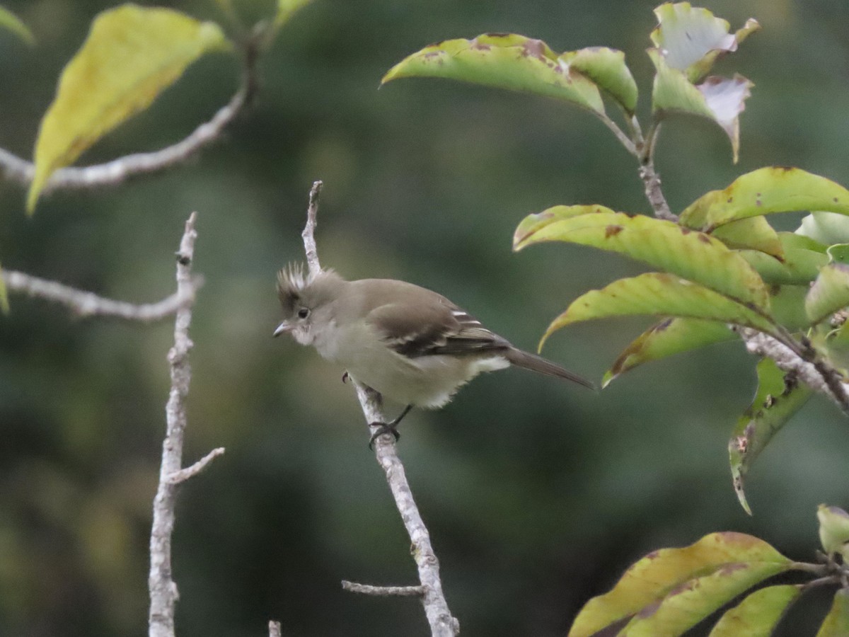 Yellow-bellied Elaenia - ML620532302