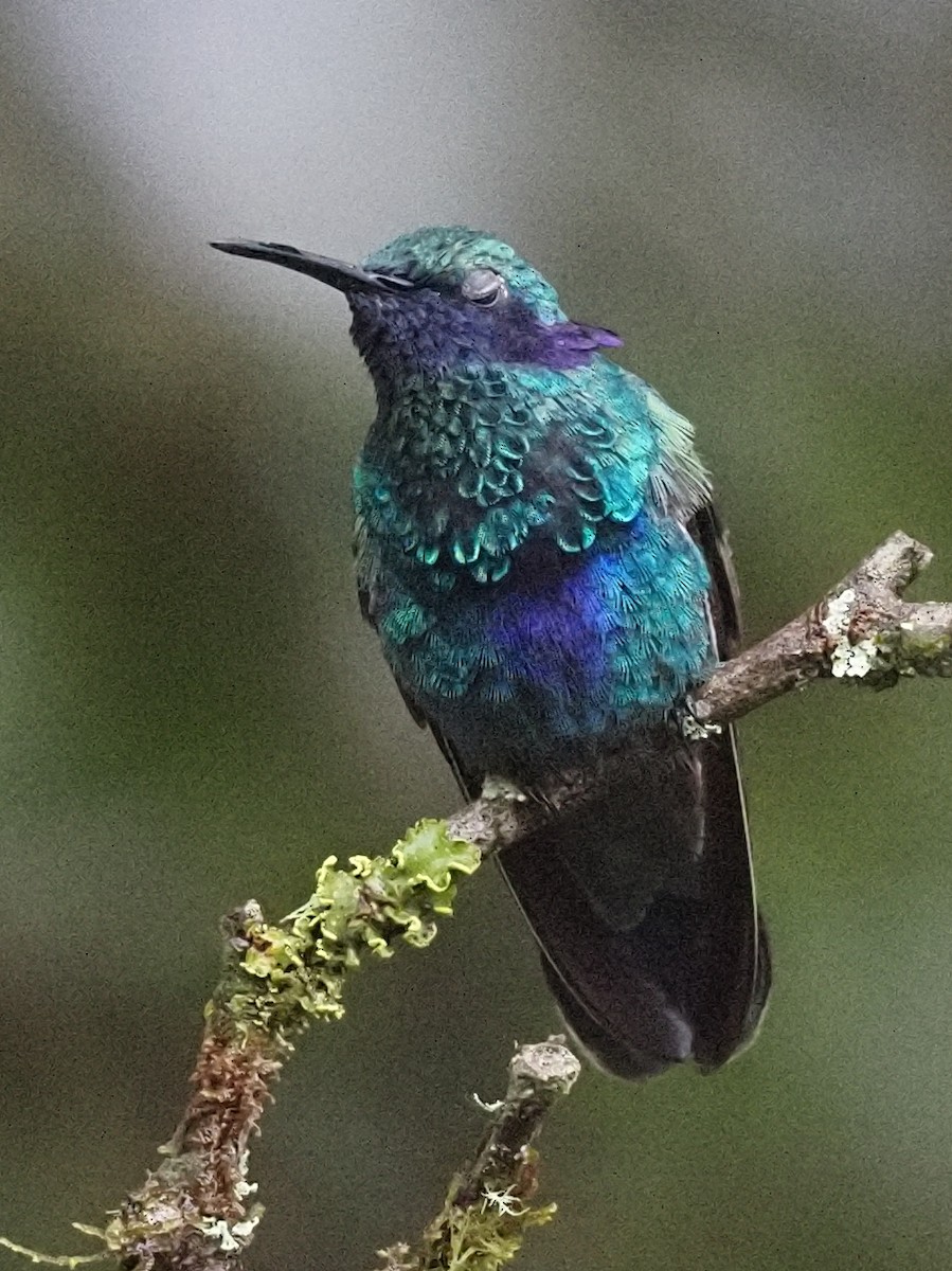 kolibřík modrolící - ML620532313