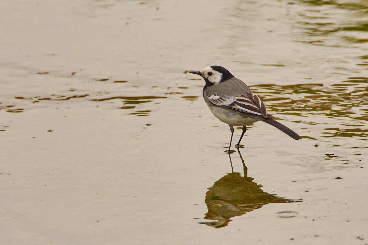 White Wagtail - ML620532317