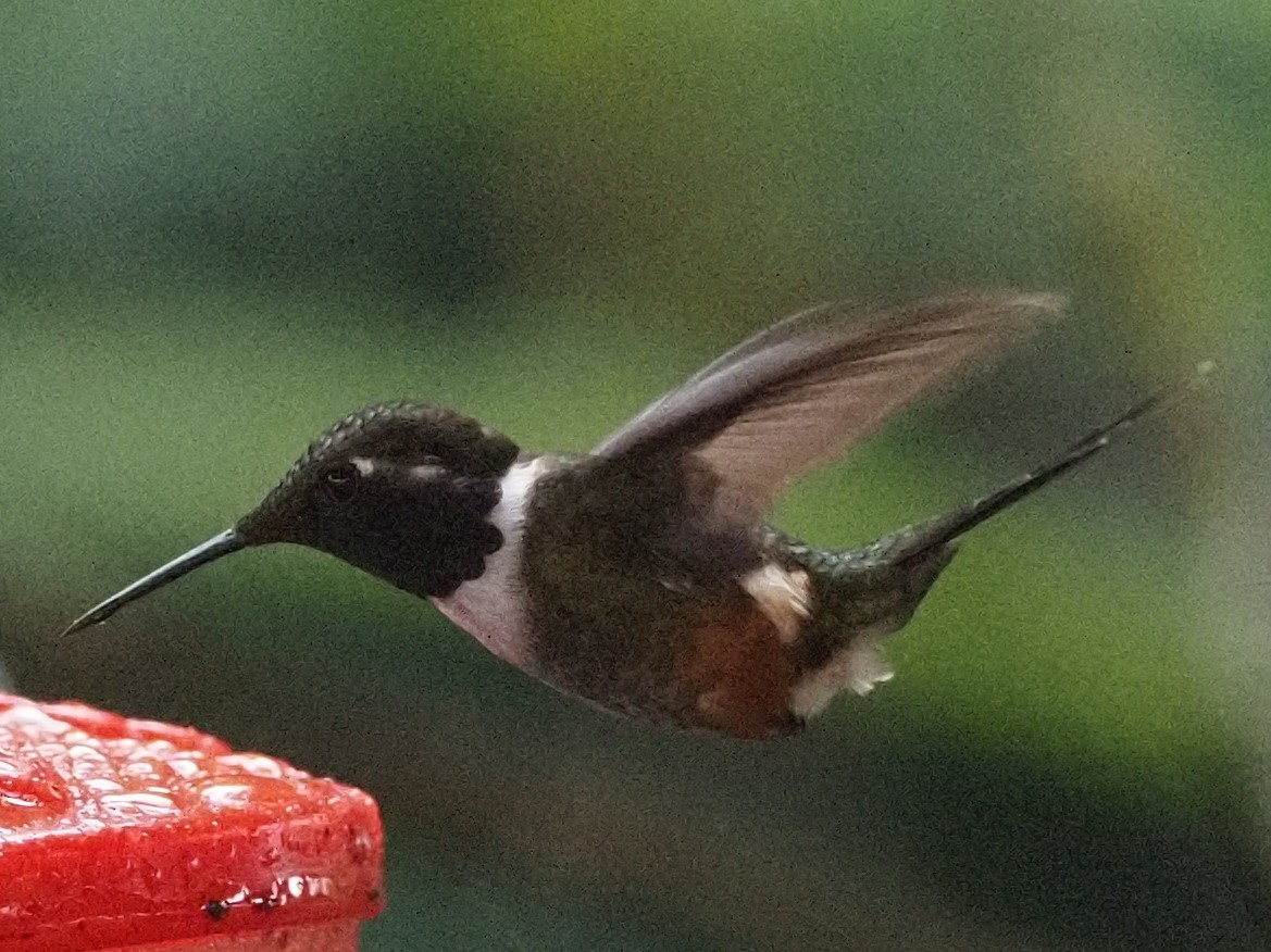 Colibrí de Mulsant - ML620532319