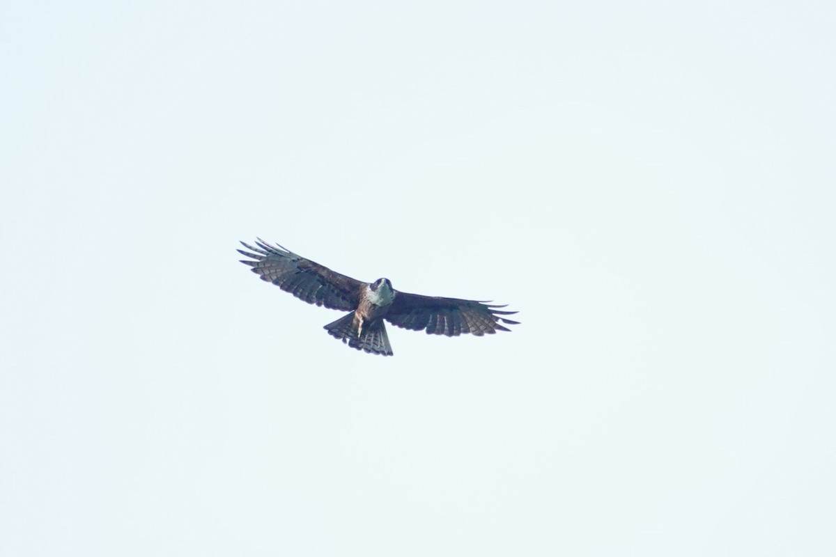 Rufous-bellied Eagle - ML620532321