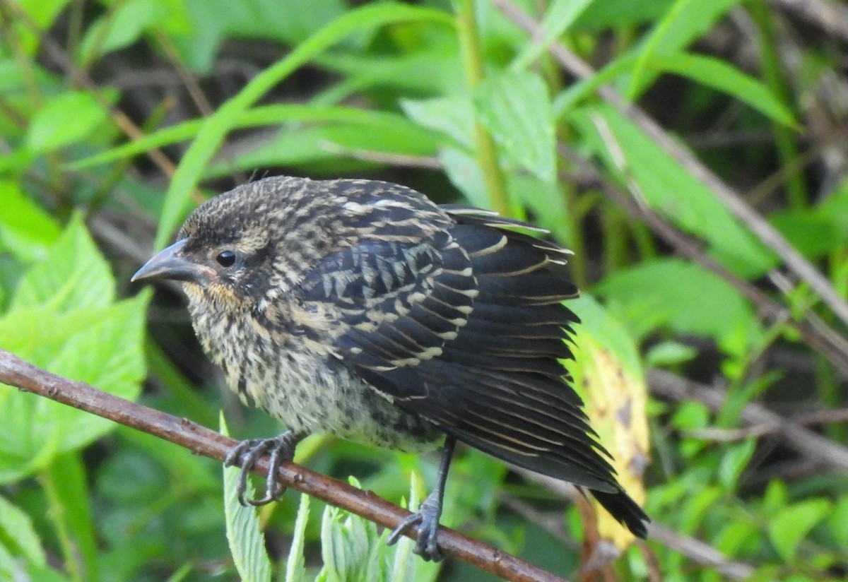 Red-winged Blackbird (Red-winged) - ML620532323