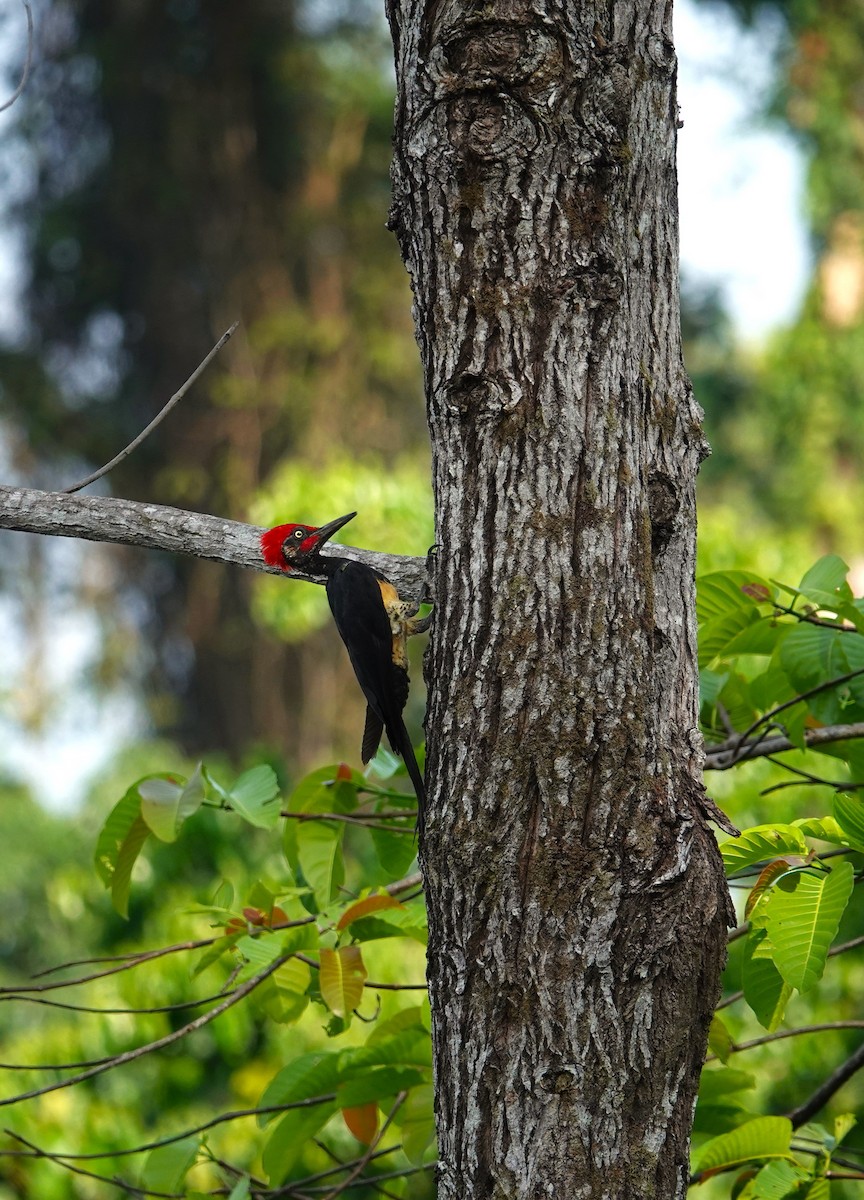 White-bellied Woodpecker - Lucas Koh
