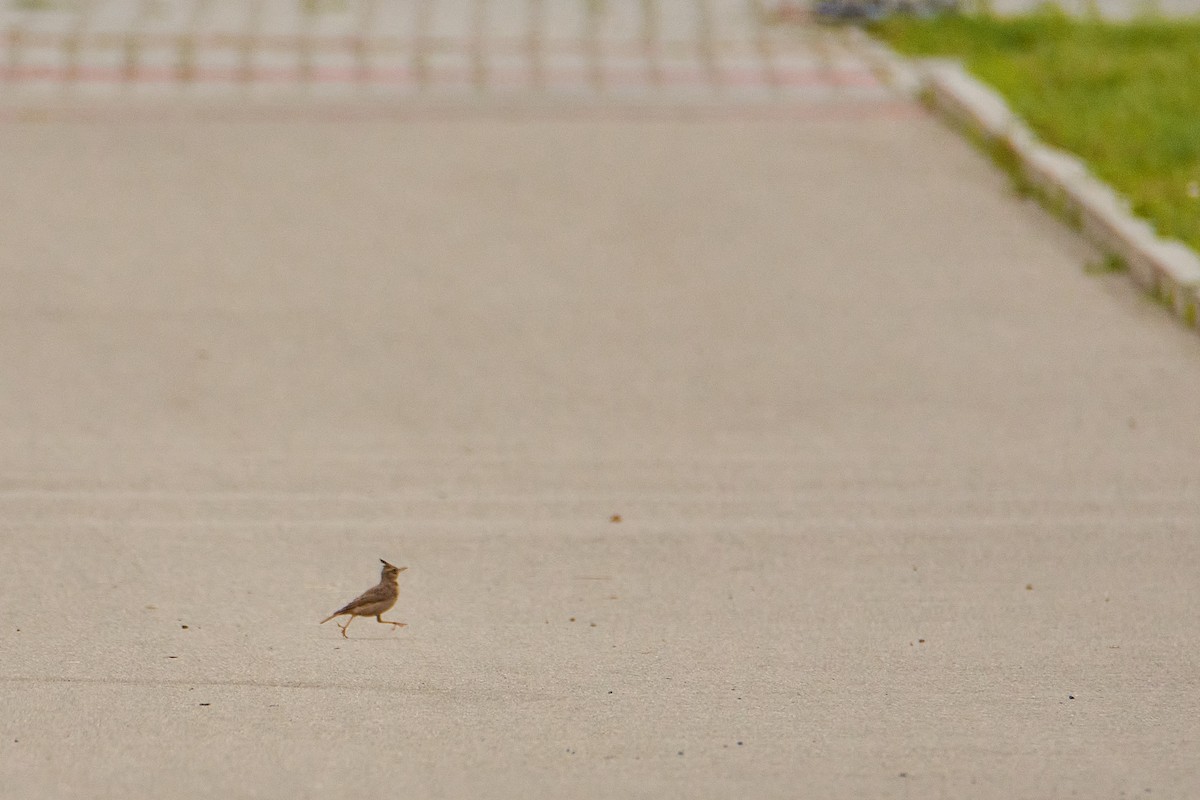 Crested Lark - ML620532338