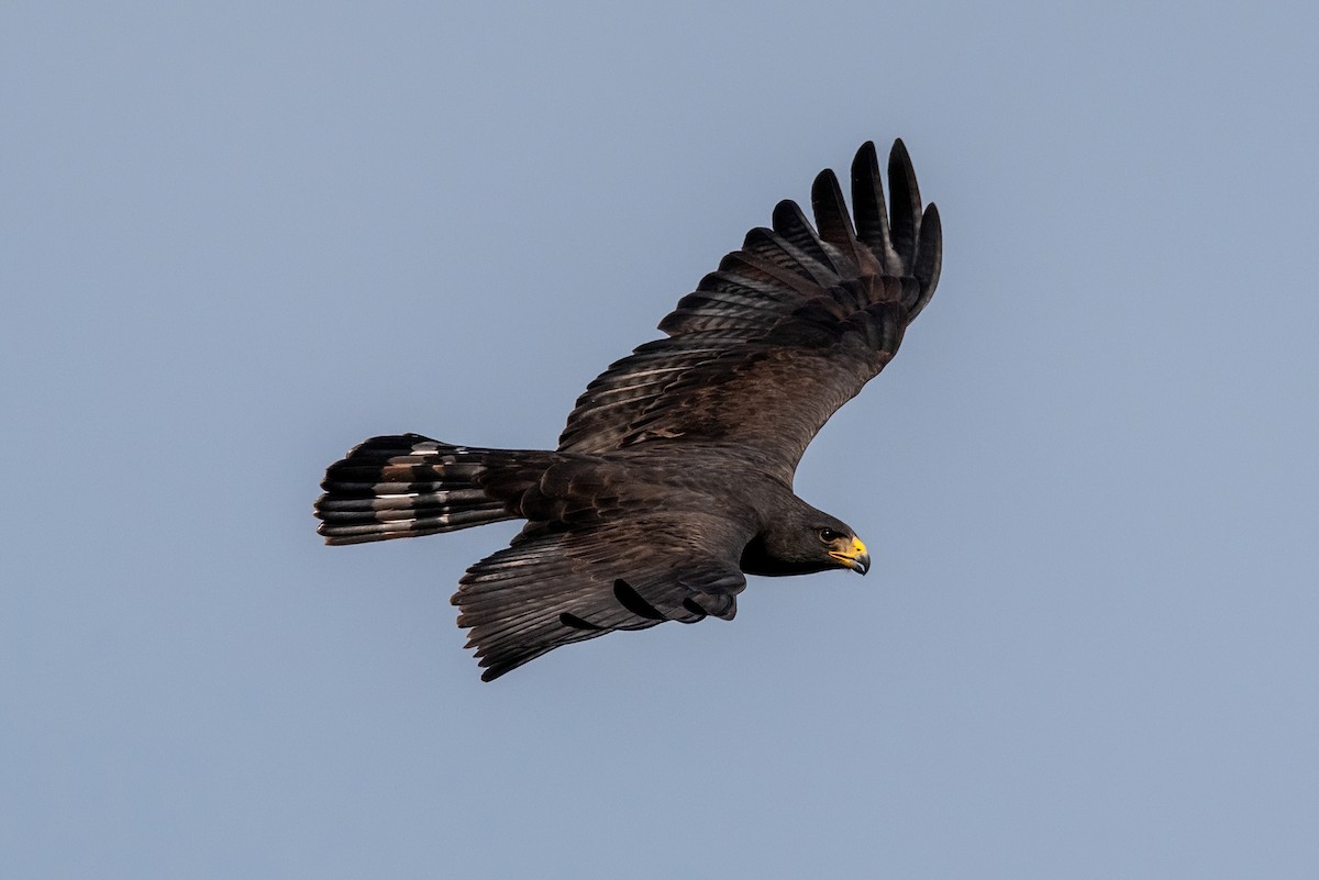 Zone-tailed Hawk - ML620532339