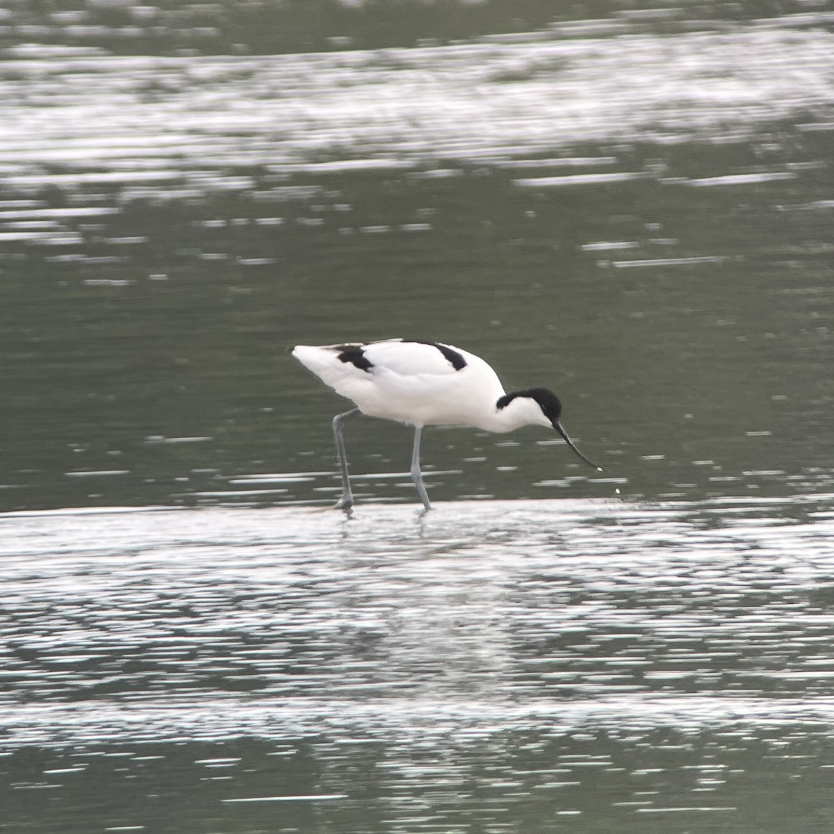 Avocette élégante - ML620532340