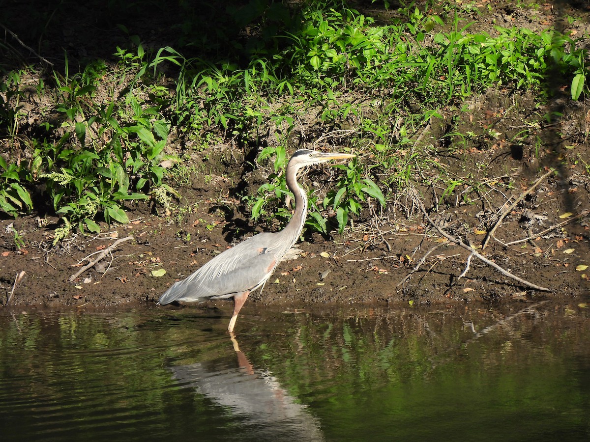 Great Blue Heron (Great Blue) - ML620532347