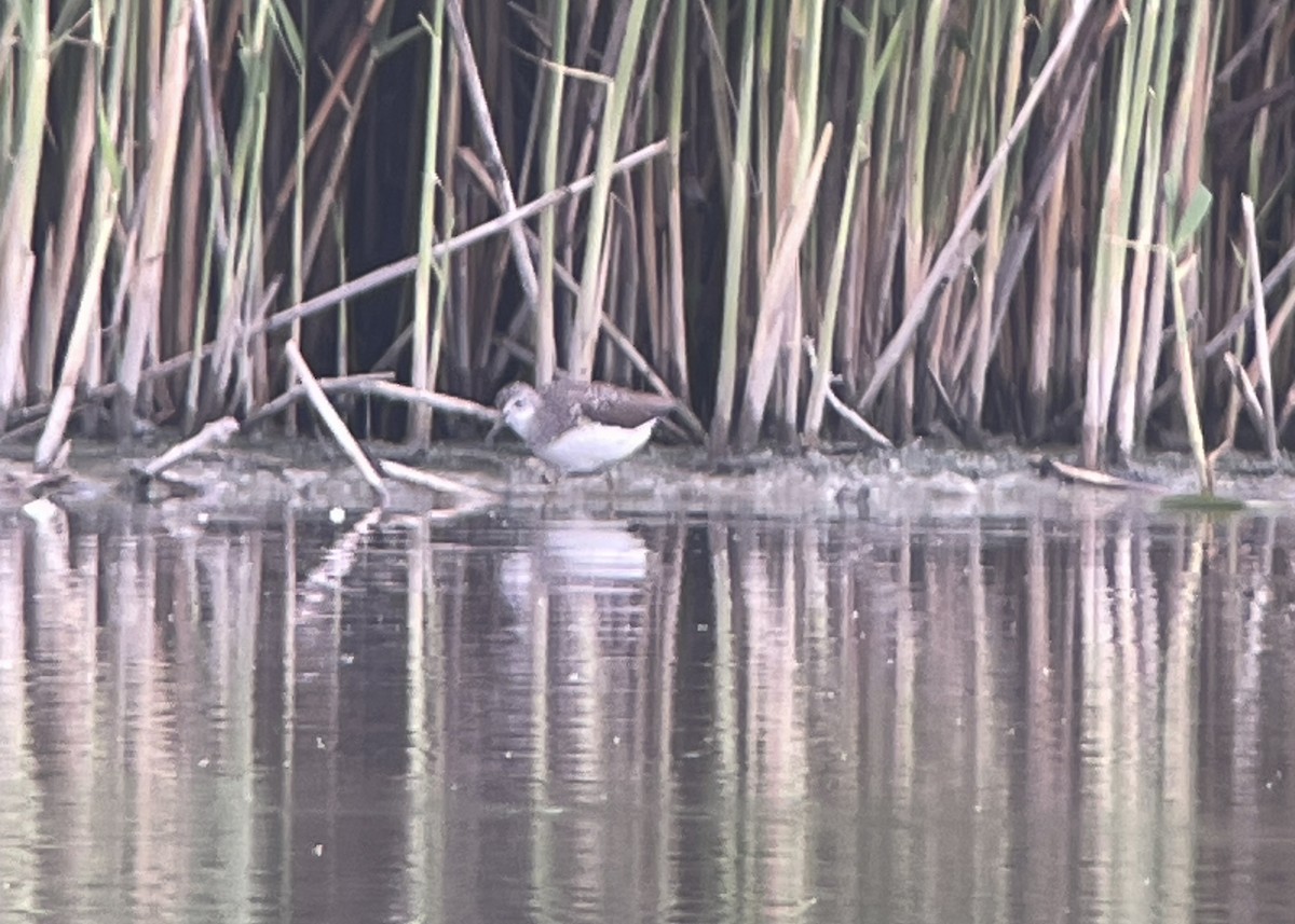 Green Sandpiper - ML620532351