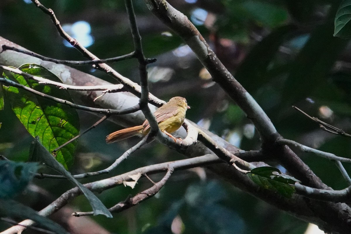 Bulbul Peludo - ML620532369