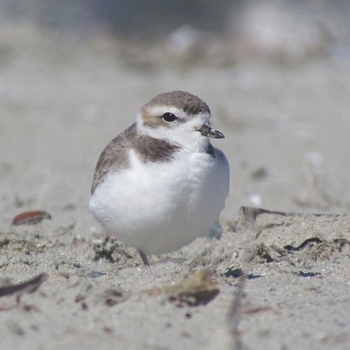 Snowy Plover - ML620532371