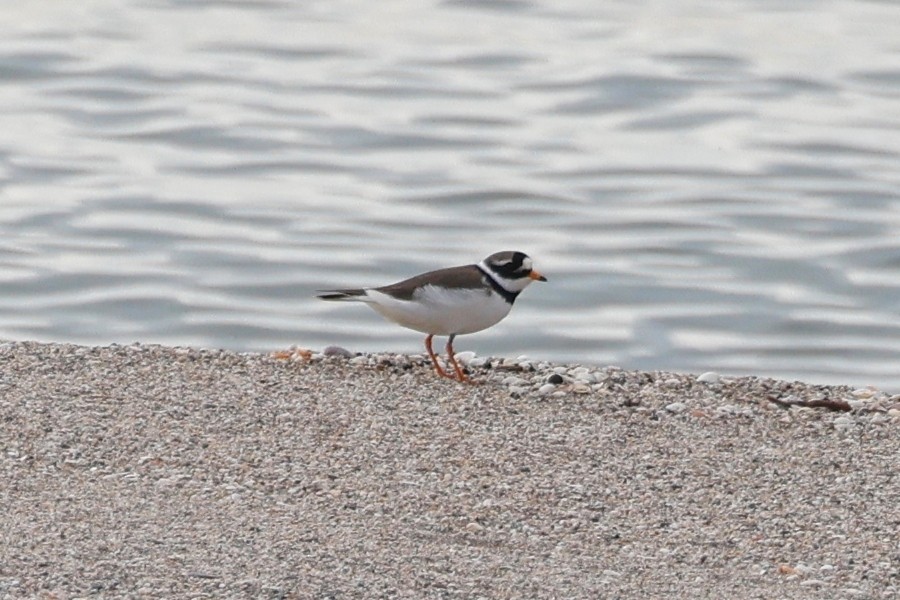 Common Ringed Plover - ML620532373