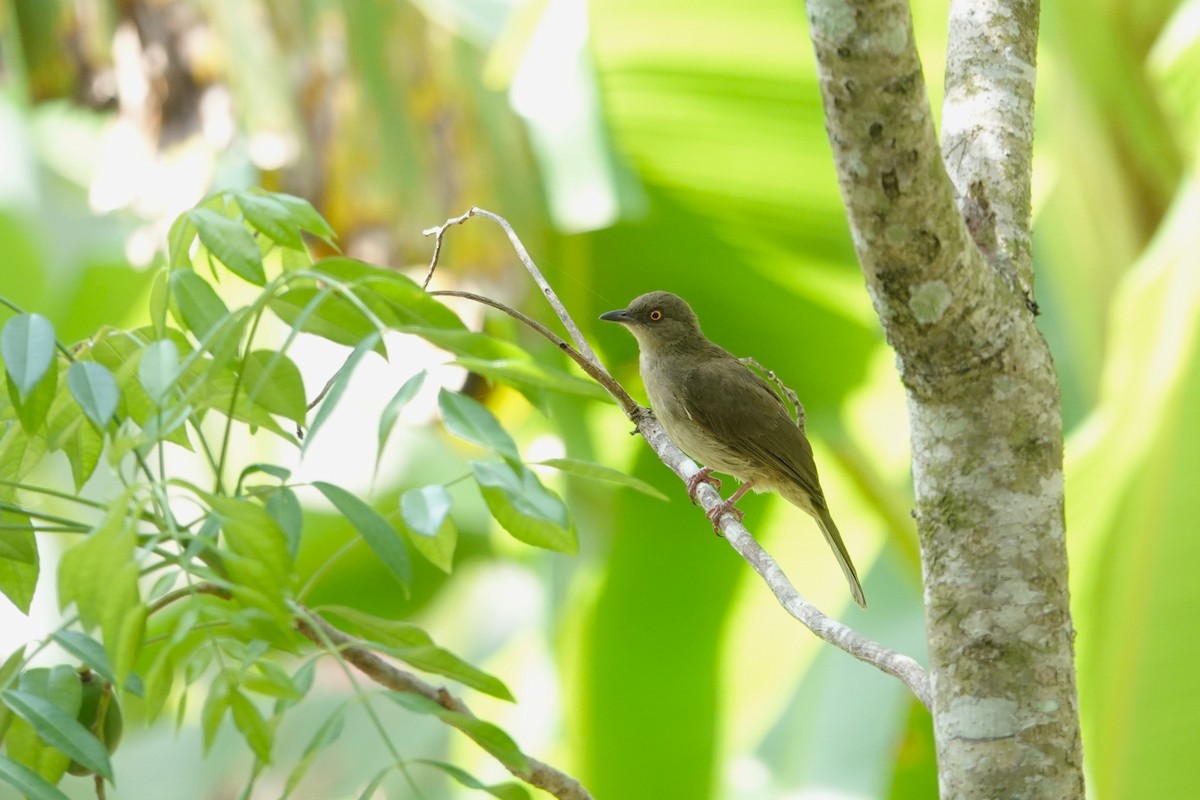 Cream-vented Bulbul (Red-eyed) - ML620532377