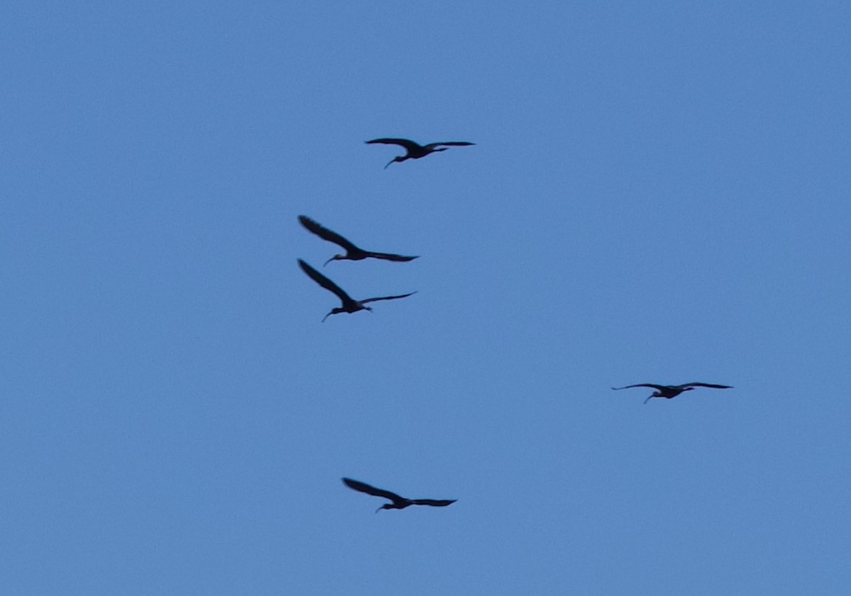 ibis americký - ML620532396