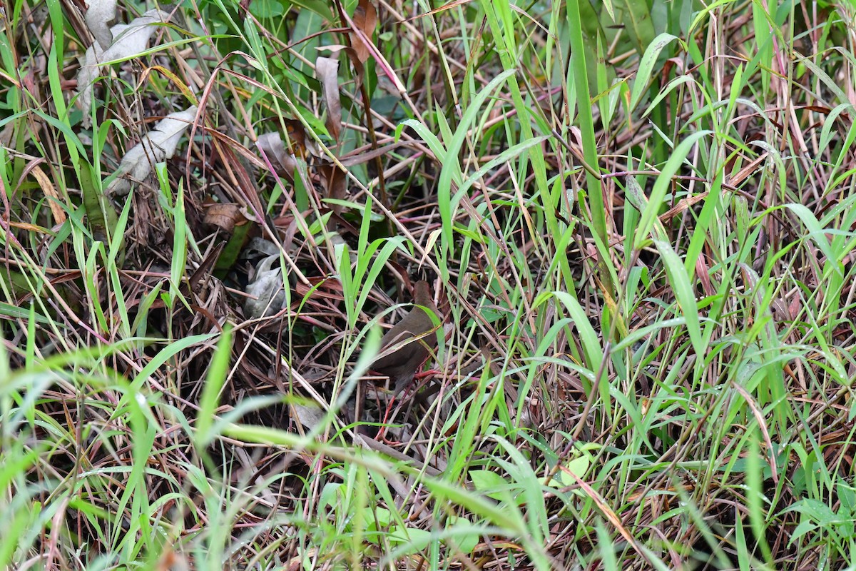 Ruddy-breasted Crake - ML620532400