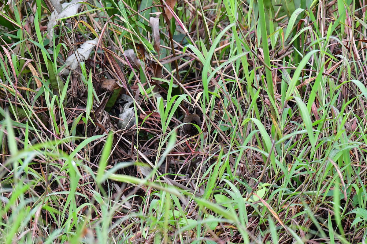 Ruddy-breasted Crake - ML620532401