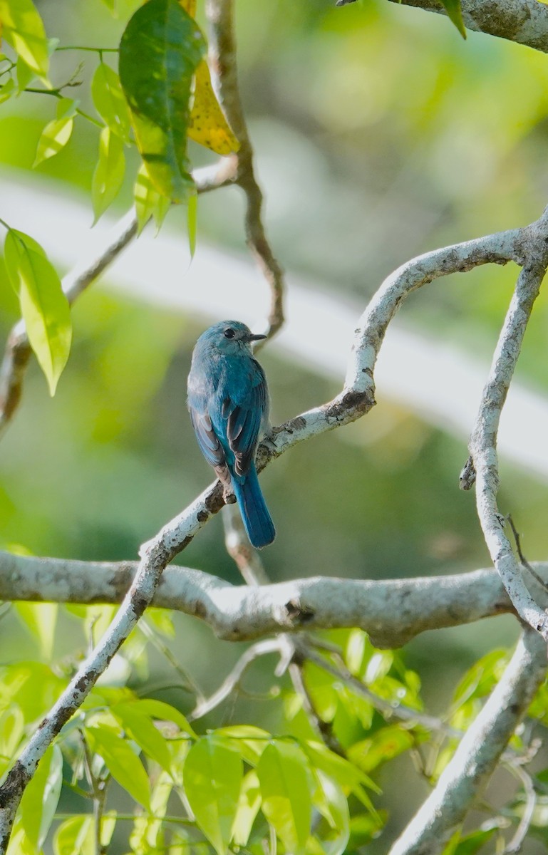 Verditer Flycatcher - ML620532403