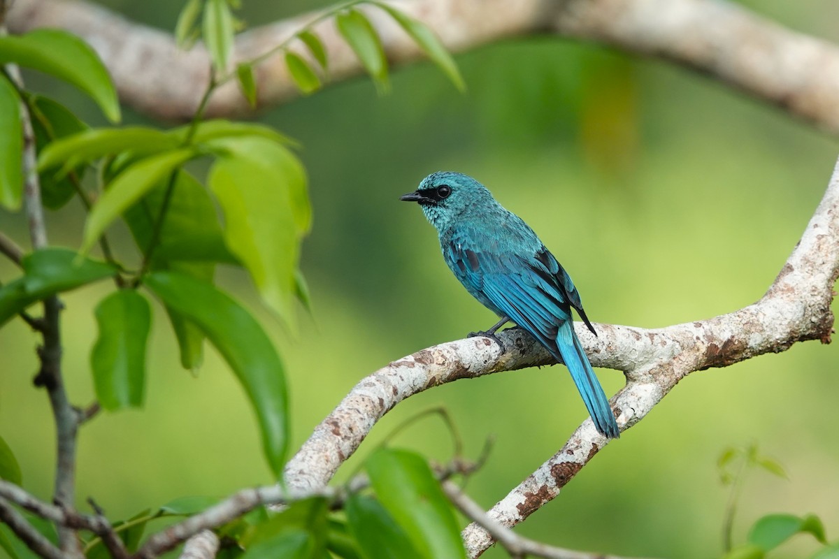 Verditer Flycatcher - ML620532404