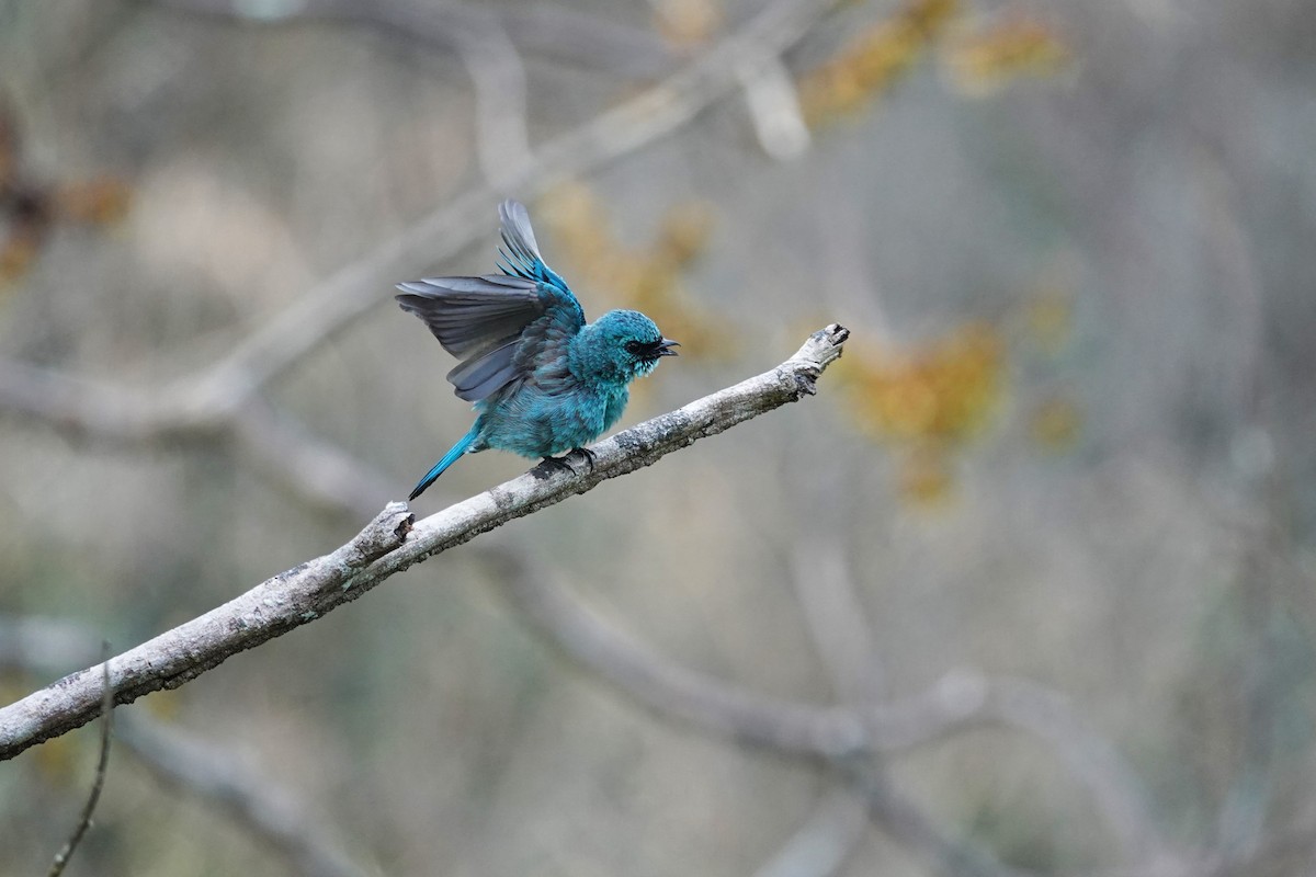 Verditer Flycatcher - ML620532405