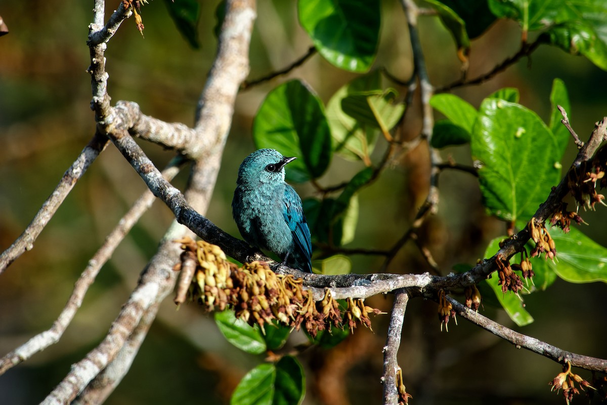 Verditer Flycatcher - ML620532406