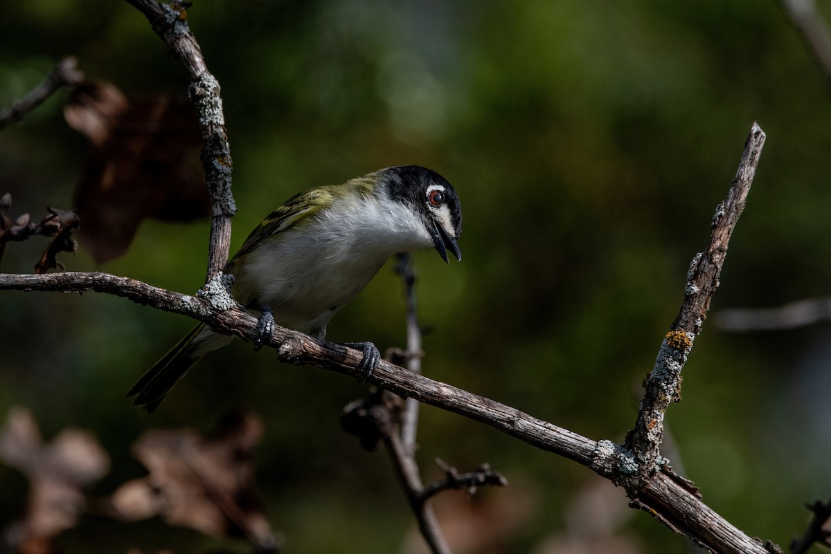 Black-capped Vireo - ML620532409