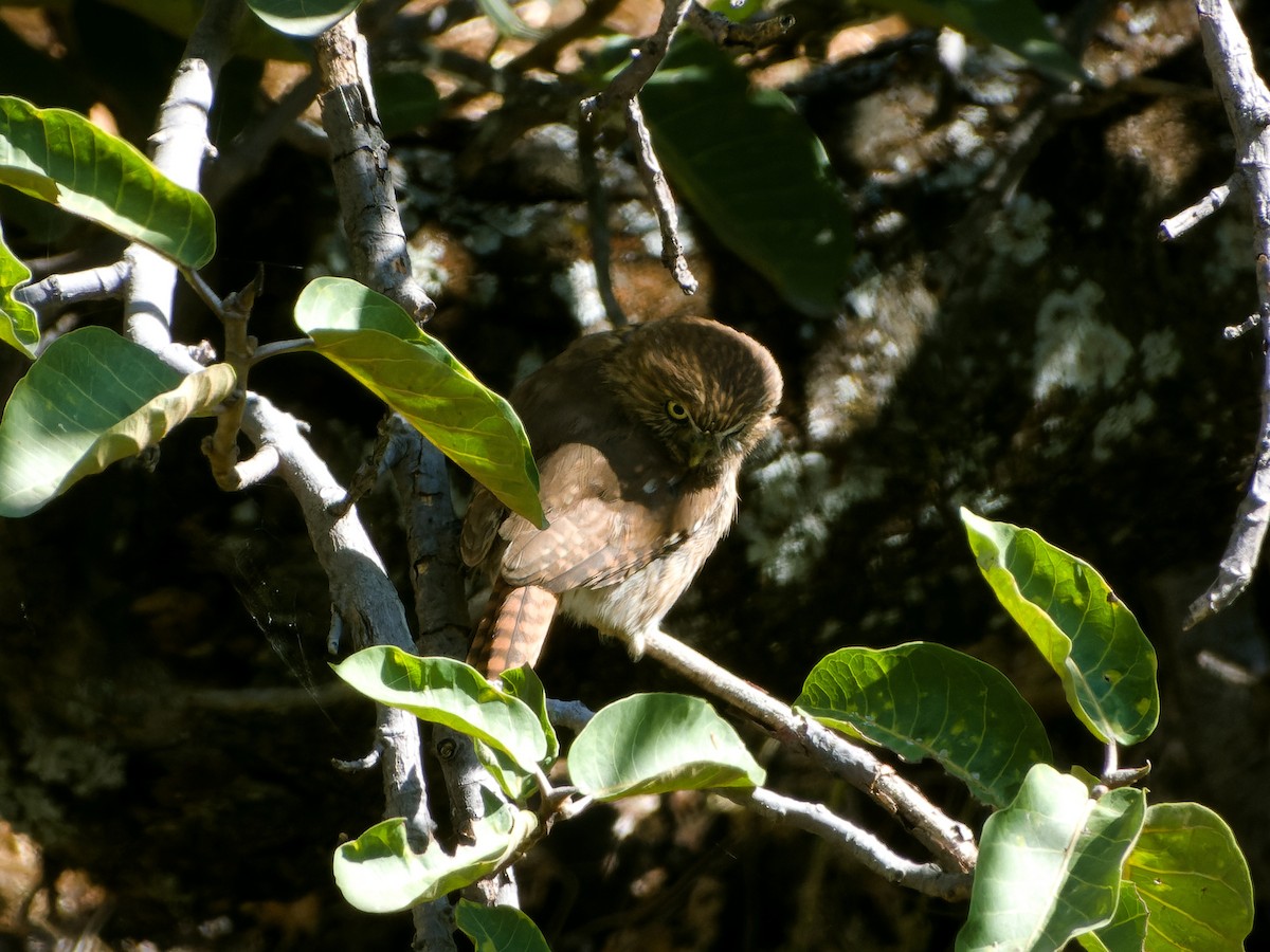 Peruvian Pygmy-Owl - ML620532410