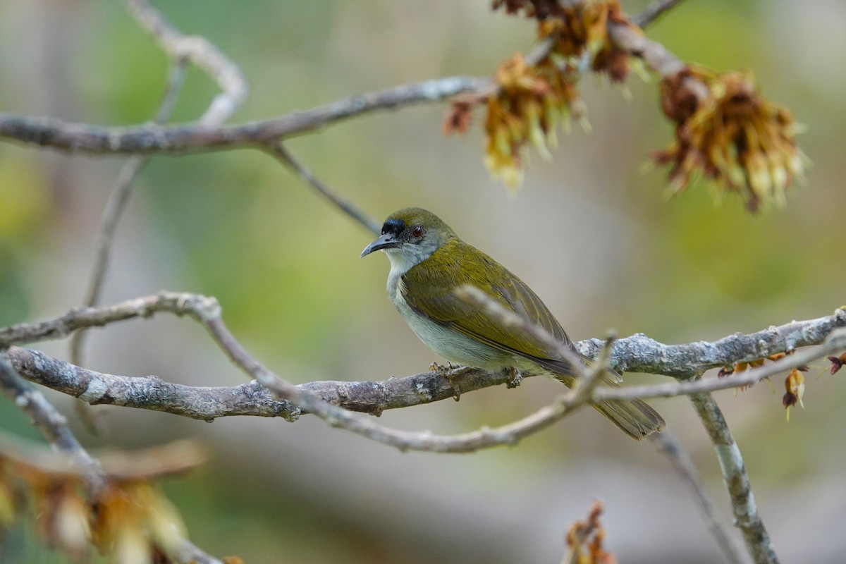 Schlichtnektarvogel - ML620532414