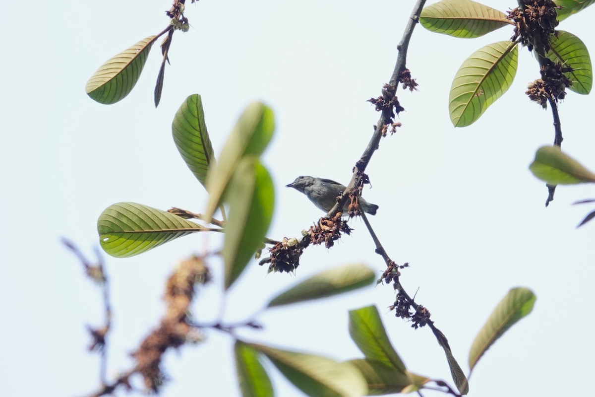 Plain Flowerpecker - ML620532415