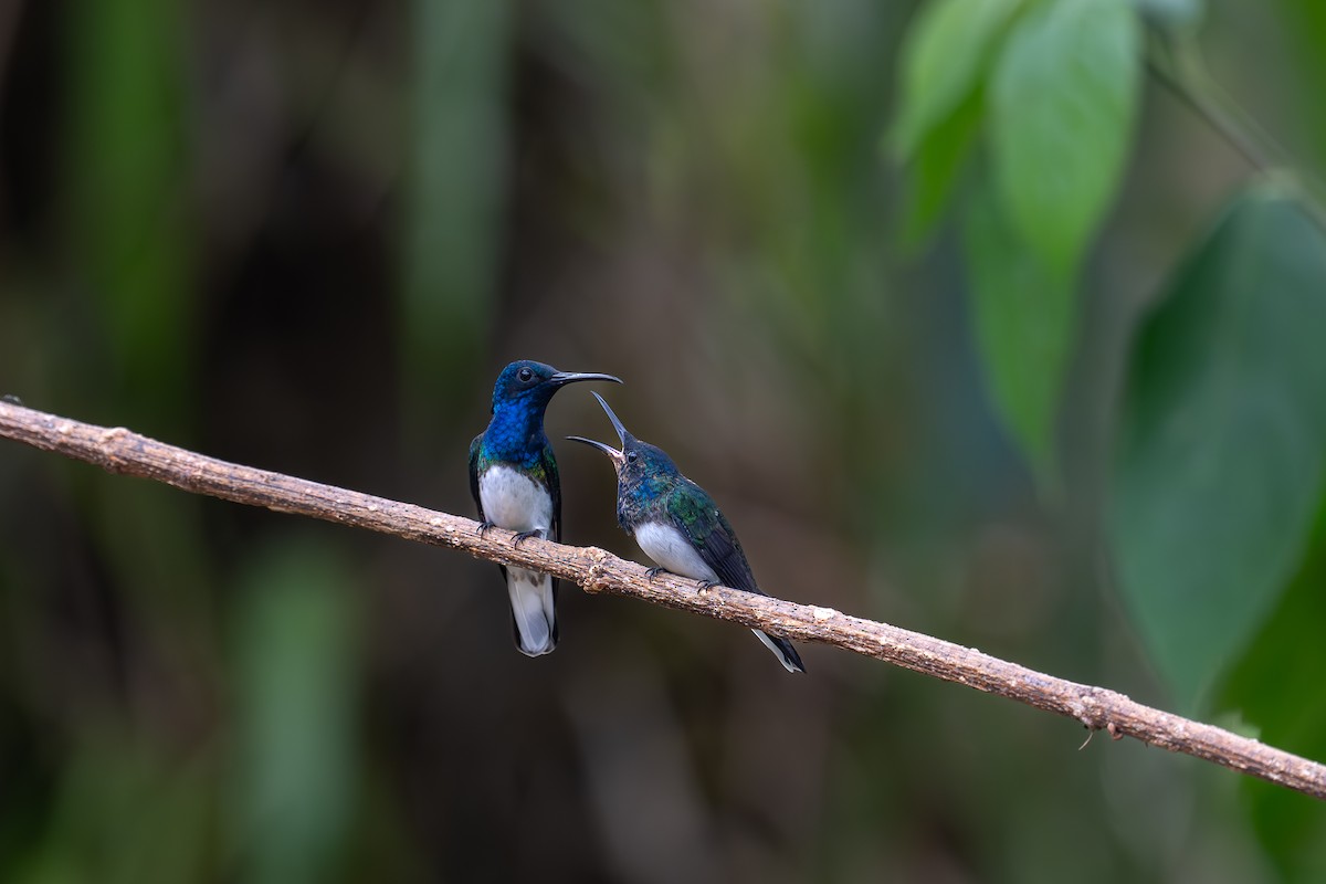 Colibrí Nuquiblanco - ML620532418